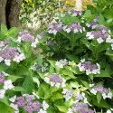Hortenzija macrophylla Libelle