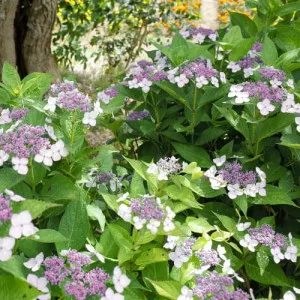 Hortenzija macrophylla Libelle