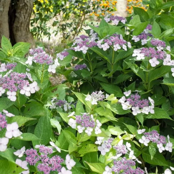 Hortenzija macrophylla Libelle