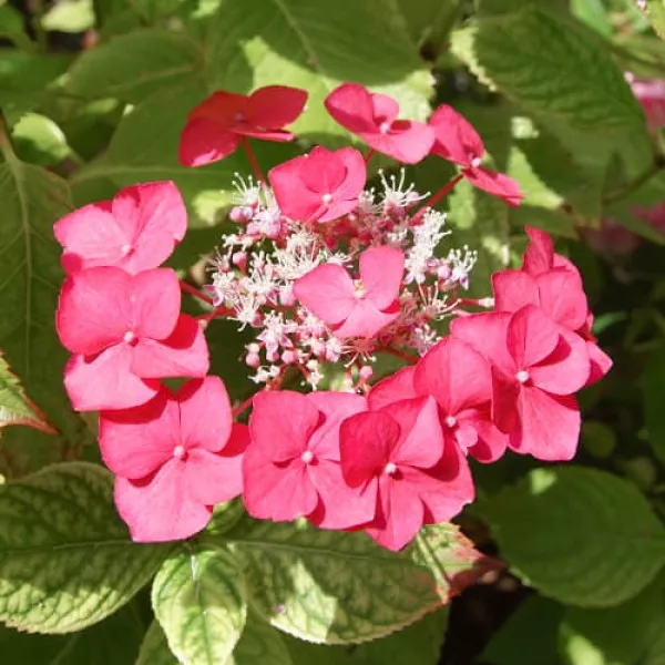 Hortenzija macrophylla Rotkehlchen