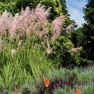 Pampas trava Pink Feather