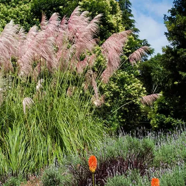 Pampas trava Pink Feather