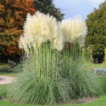 Pampas trava White Feather