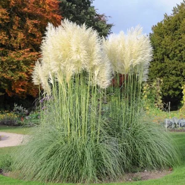Pampas trava White Feather