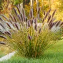 Pennisetum Red Head