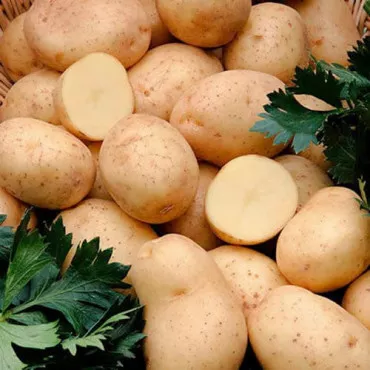 Sjemenski krumpir Captiva