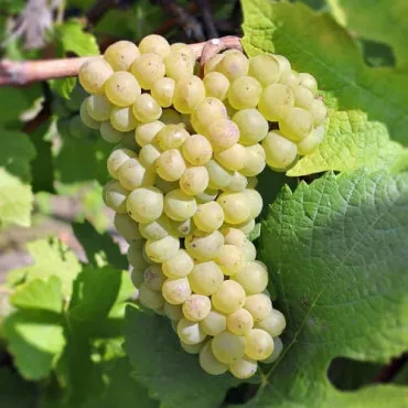 Loza Pinot Blanc