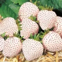 Jagode Snow White