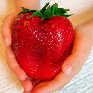 Jagode Gigantella
