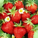 Jagode Kimberly