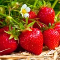 Jagode Ostara