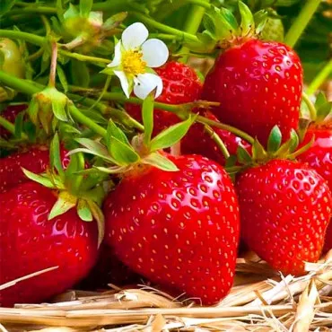 Jagode Ostara