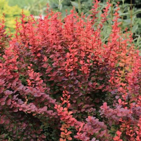 Japanska žutika Atropurpurea