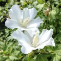 Hibiskus William R. Smith