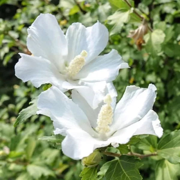 Hibiskus William R. Smith