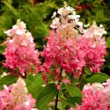 Hortenzija paniculata Red Star