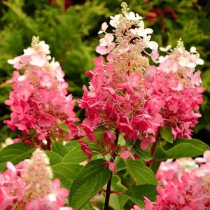 Hortenzija paniculata Red Star