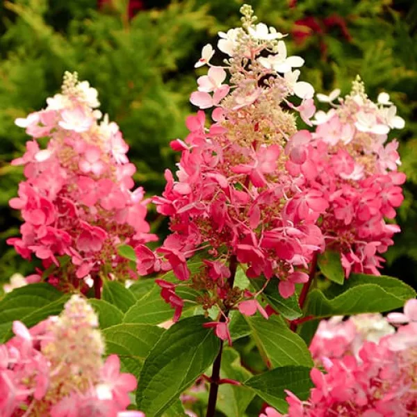 Hortenzija paniculata Red Star