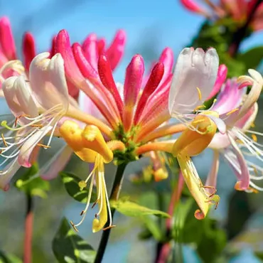 Orlovi nokti (Lonicera)
