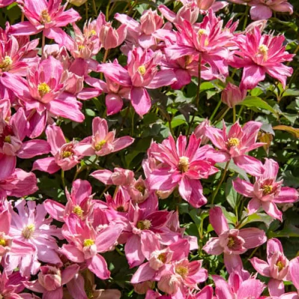 Clematis montana Broughton Star