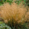Deschampsia Northern Lights