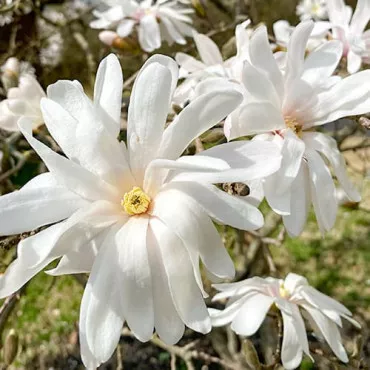 Magnolija Royal Star