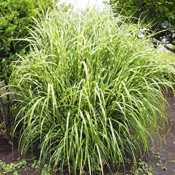 Miscanthus Zebrinus