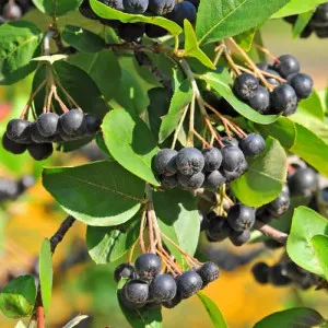 Aronija