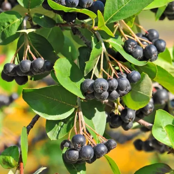 Aronija