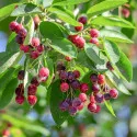 Amelanchier Lamarckii