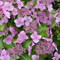 Hortenzija macrophylla Mariesii Perfecta