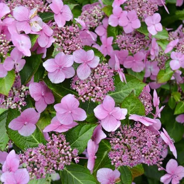 Hortenzija macrophylla Mariesii Perfecta