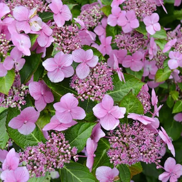 Hortenzija macrophylla Mariesii Perfecta
