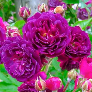 Ruže floribunda Violet
