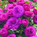 Ruže floribunda Dark Pink