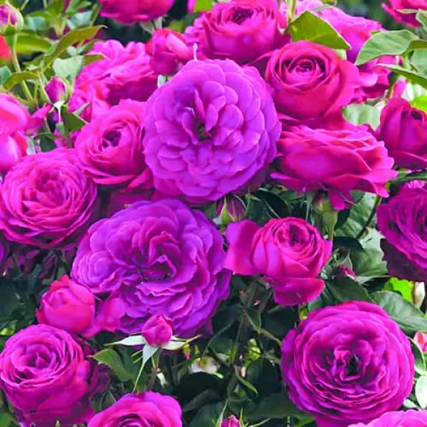 Ruže floribunda Dark Pink
