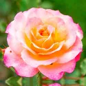 Ruže čajevke Lemon Pink