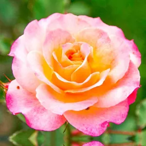 Ruže čajevke Lemon Pink