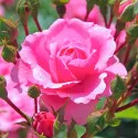 Ruže čajevke Cream Pink