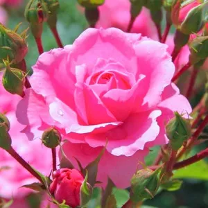 Ruže čajevke Cream Pink