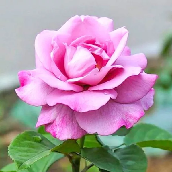 Ruže čajevke Violet