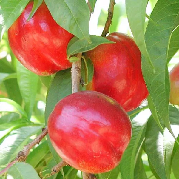 Nektarina Aeris