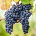 Loza Pinot Noir