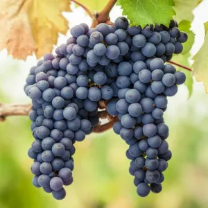 Loza Pinot Noir