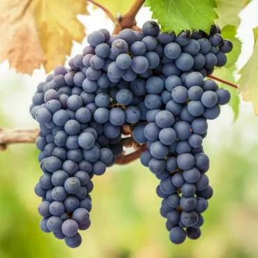 Loza Pinot Noir