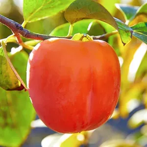 Kaki