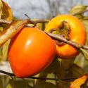 Kaki Jiro