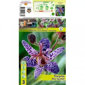 Tricyrtis Blue Spotted