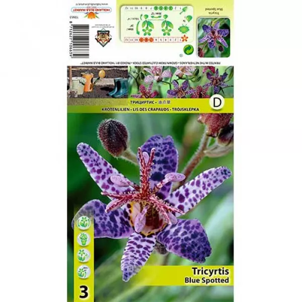 Tricyrtis Blue Spotted