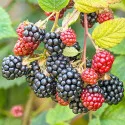 Kupina Navaho